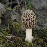 Nell�area delle Murge si nascono specie come le Morchelle che pur essendo tipiche dell�Italia Settentrionale  sono rare da osservare dalle nostre parti (foto di H.Krisp - MorchellaEsculenta)